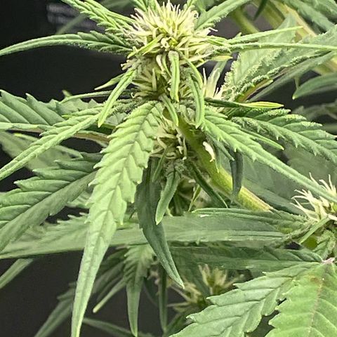 Banana Purple Punch Auto growlog timeline photo