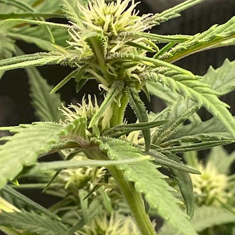 Banana Purple Punch Auto growlog timeline photo
