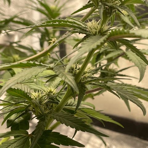 Banana Purple Punch Auto growlog timeline photo