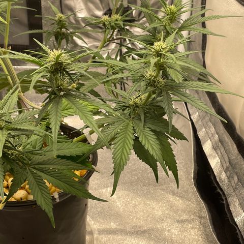 Banana Purple Punch Auto growlog photo: FF ed kelp