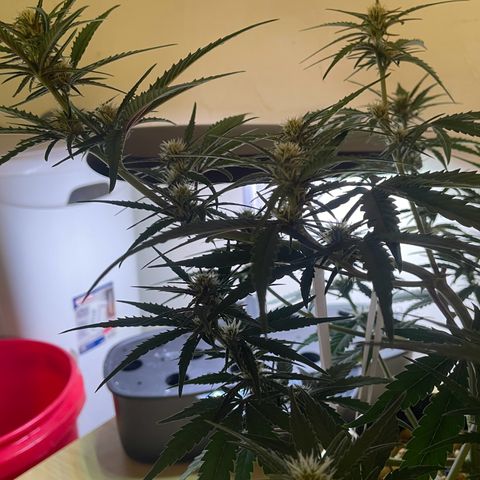 Banana Purple Punch Auto growlog photo: FF ed kelp