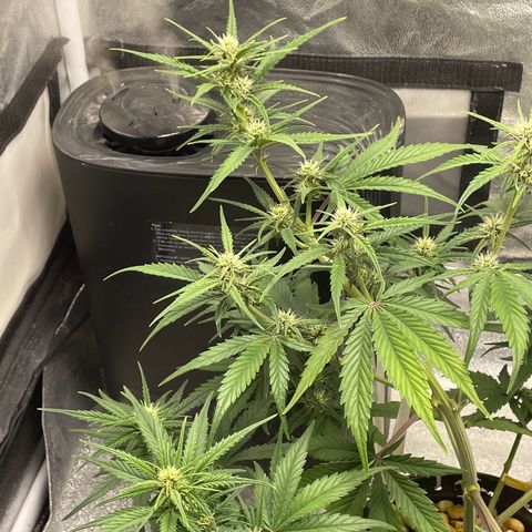Banana Purple Punch Auto growlog photo: FF ed kelp