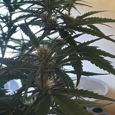 Banana Purple Punch Auto growlog photo: FF ed kelp