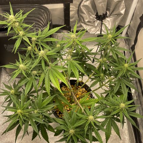 Banana Purple Punch Auto growlog photo: FF ed kelp