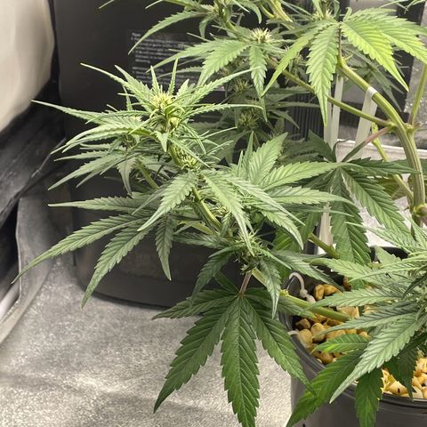 Banana Purple Punch Auto growlog photo: FF ed kelp