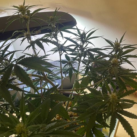 Banana Purple Punch Auto growlog photo: FF ed kelp