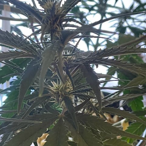 Banana Purple Punch Auto growlog photo: FF ed kelp