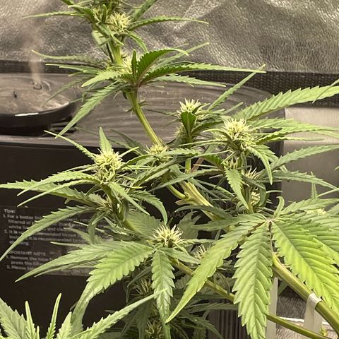 Banana Purple Punch Auto growlog photo: FF ed kelp