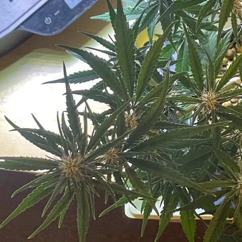 Banana Purple Punch Auto growlog photo: Fed with kelp
