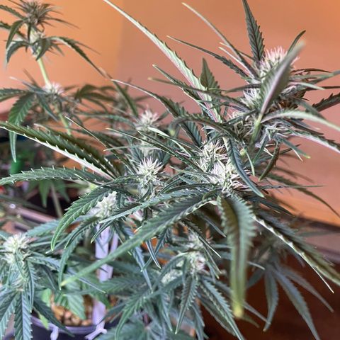 Banana Purple Punch Auto growlog photo: Fed with kelp