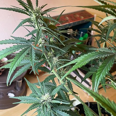 Banana Purple Punch Auto growlog photo: Fed with kelp