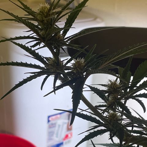 Banana Purple Punch Auto growlog photo: Fed with kelp