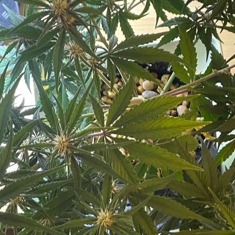 Banana Purple Punch Auto growlog photo: Fed with kelp