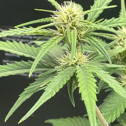 Banana Purple Punch Auto growlog photo: 830 pm notice purple coming in, turned the temp to 69f