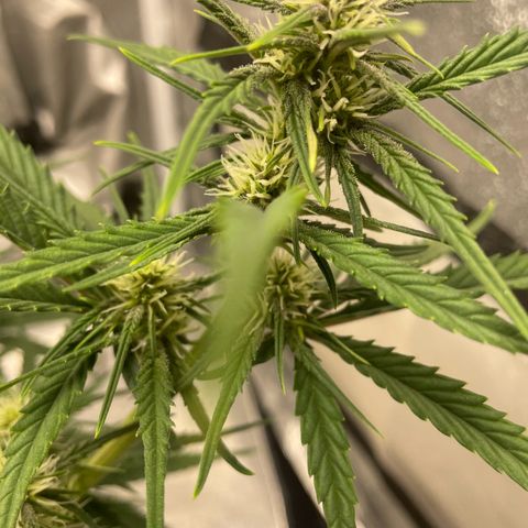Banana Purple Punch Auto growlog photo: 830 pm notice purple coming in, turned the temp to 69f