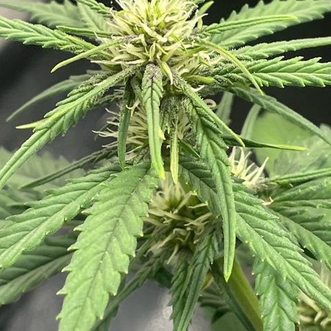 Banana Purple Punch Auto growlog photo: 830 pm notice purple coming in, turned the temp to 69f
