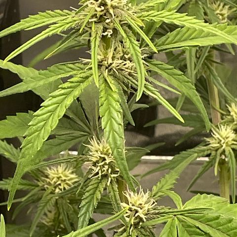 Banana Purple Punch Auto growlog photo: Water with kelp