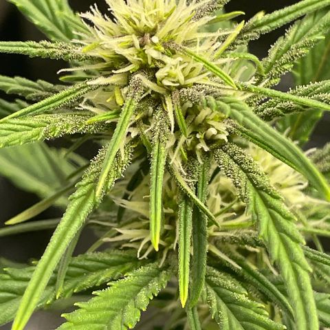 Banana Purple Punch Auto growlog photo: Water with kelp