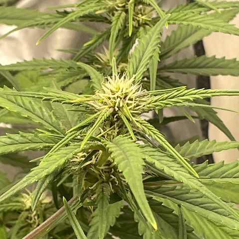 Banana Purple Punch Auto growlog photo: Water with kelp