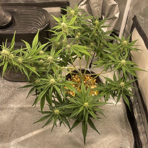 Banana Purple Punch Auto growlog photo: Water with kelp
