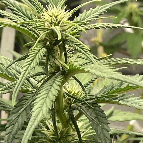 Banana Purple Punch Auto growlog photo: Water with kelp
