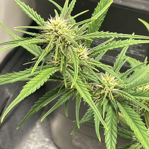 Banana Purple Punch Auto growlog photo: Water with kelp