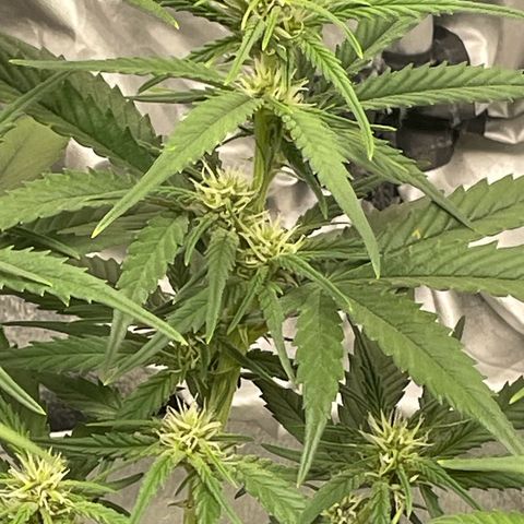 Banana Purple Punch Auto growlog photo: Water with kelp