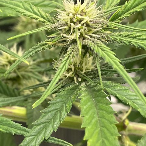 Banana Purple Punch Auto growlog photo: Water with kelp