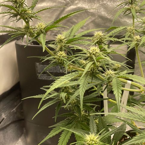 Banana Purple Punch Auto growlog photo: Water with kelp