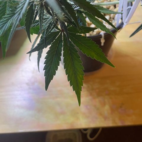 Banana Purple Punch Auto growlog timeline photo