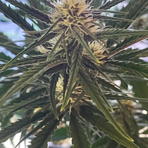 Banana Purple Punch Auto growlog timeline photo