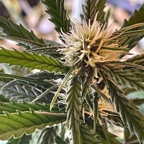 Banana Purple Punch Auto growlog timeline photo