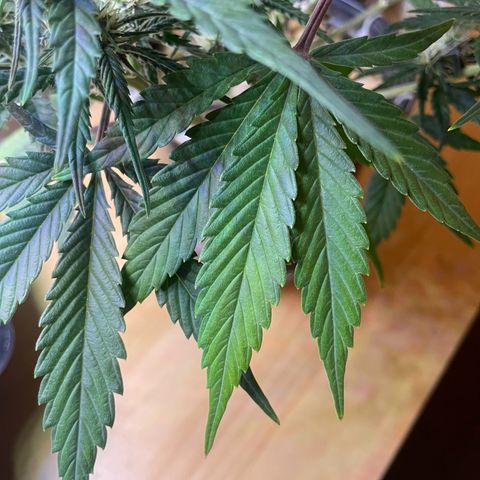 Banana Purple Punch Auto growlog timeline photo