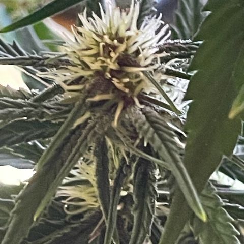 Banana Purple Punch Auto growlog timeline photo