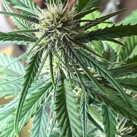 Banana Purple Punch Auto growlog timeline photo