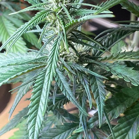 Banana Purple Punch Auto growlog timeline photo