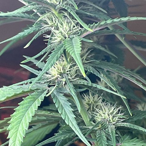 Banana Purple Punch Auto growlog timeline photo