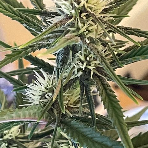 Banana Purple Punch Auto growlog timeline photo
