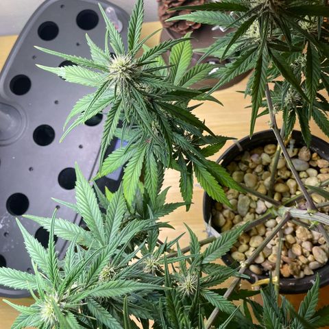 Banana Purple Punch Auto growlog timeline photo