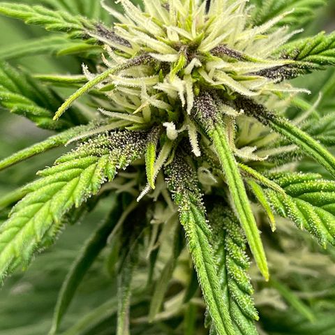 Banana Purple Punch Auto growlog photo: Purple coming in