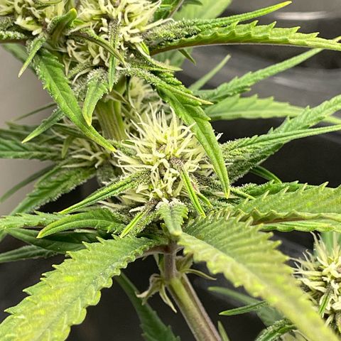 Banana Purple Punch Auto growlog photo: Purple coming in