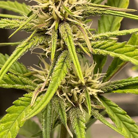 Banana Purple Punch Auto growlog photo: Purple coming in