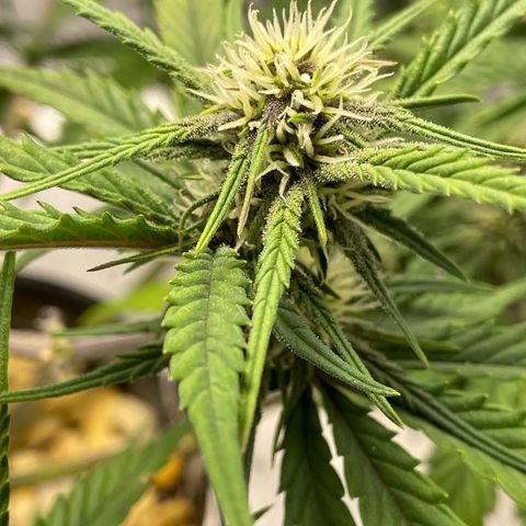 Banana Purple Punch Auto growlog photo: Purple coming in