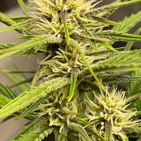 Banana Purple Punch Auto growlog photo: Purple coming in