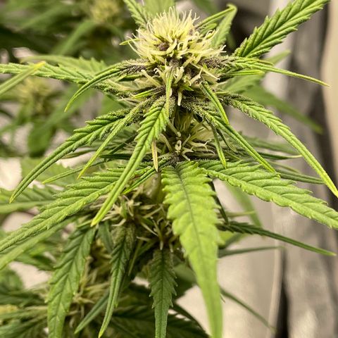 Banana Purple Punch Auto growlog photo: Purple coming in