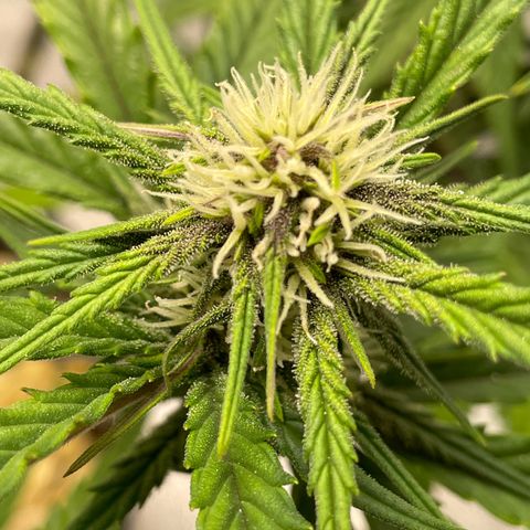 Banana Purple Punch Auto growlog photo: Purple coming in