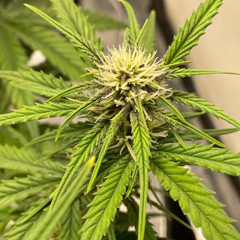 Banana Purple Punch Auto growlog photo: Purple coming in