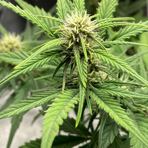 Banana Purple Punch Auto growlog photo: Purple coming in