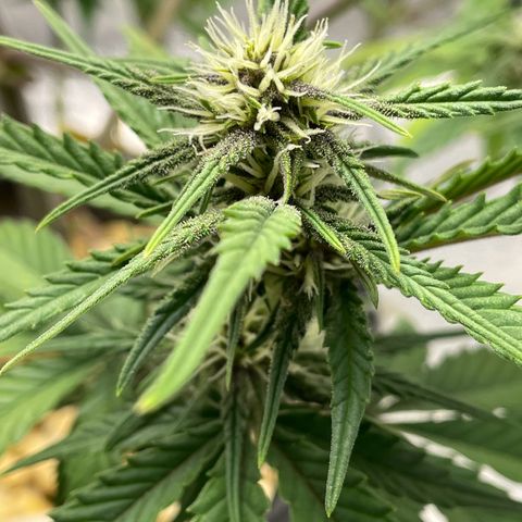 Banana Purple Punch Auto growlog photo: Purple coming in