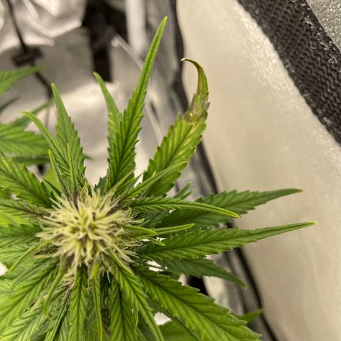 Banana Purple Punch Auto growlog photo: Purple coming in